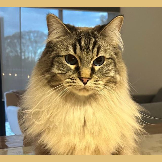 Photo of Tanuki ( Kiki)   The Gentle Giant