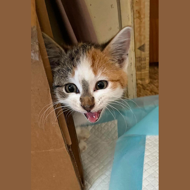 Photo of Gizmo