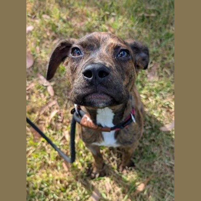 Photo of Dangerfield