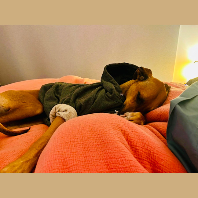 Photo of Dexter