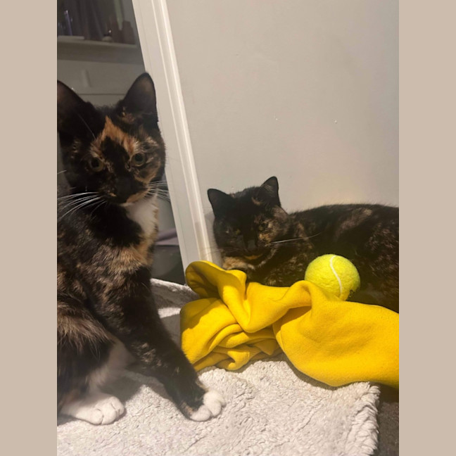 Photo of Duchess & Marie 👑🎀