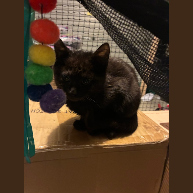Photo of Atlas