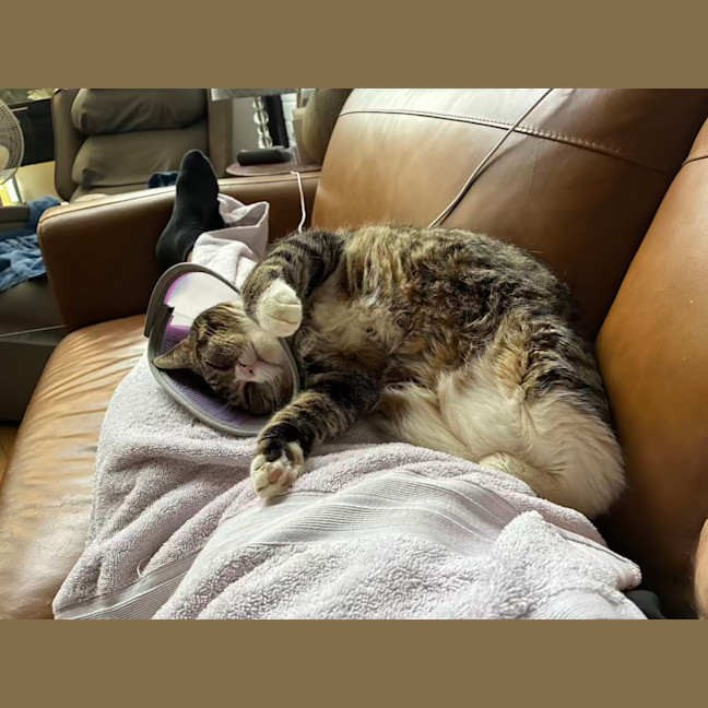 Photo of Izzy