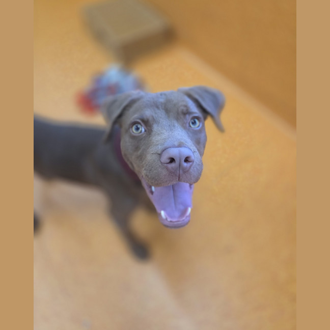Photo of Nugget