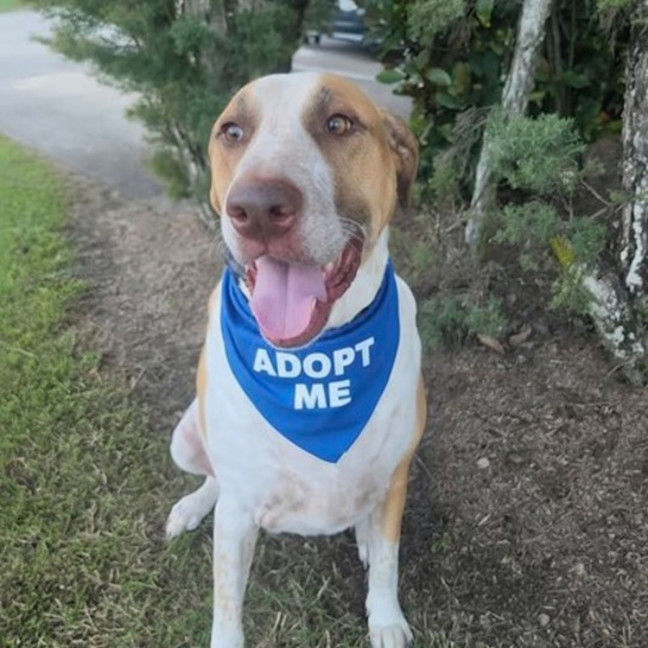 Photo of Rusty *$250 Adoption Fee*
