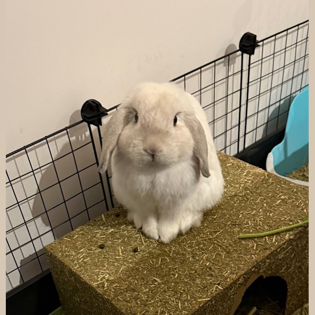 Photo of Hoptimus Prime