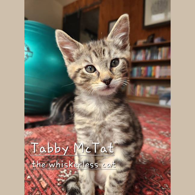 Photo of Tabby Mc Tat