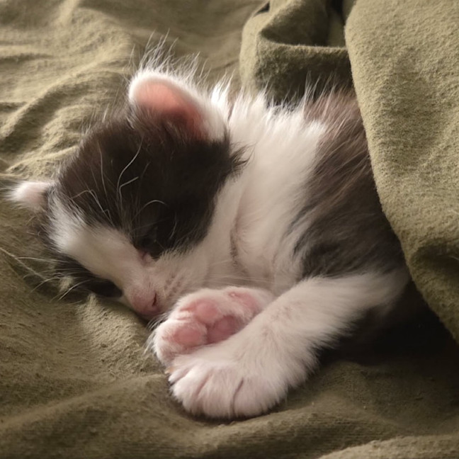 Photo of Oreo