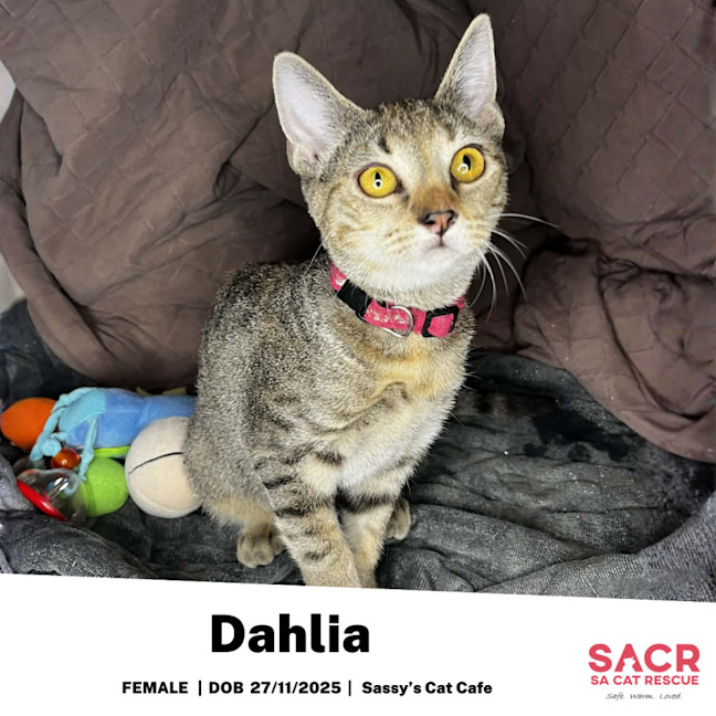 Photo of Dahlia