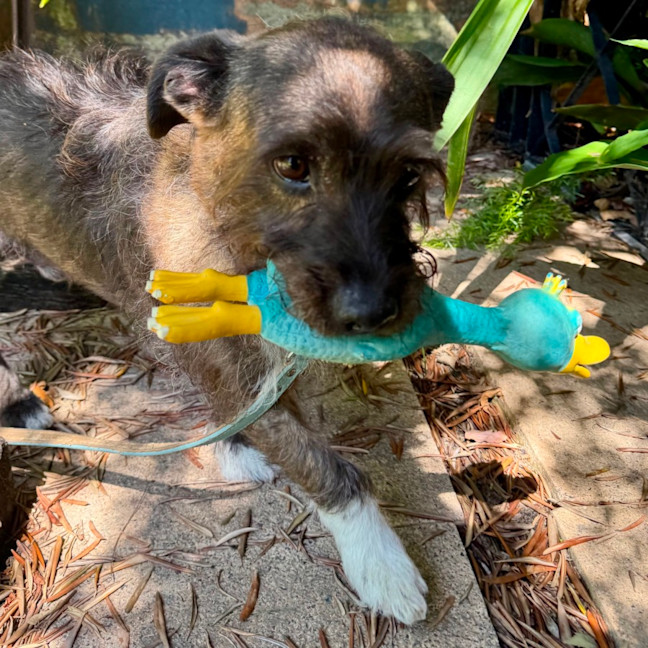 Photo of Beautiful Funny Beau 