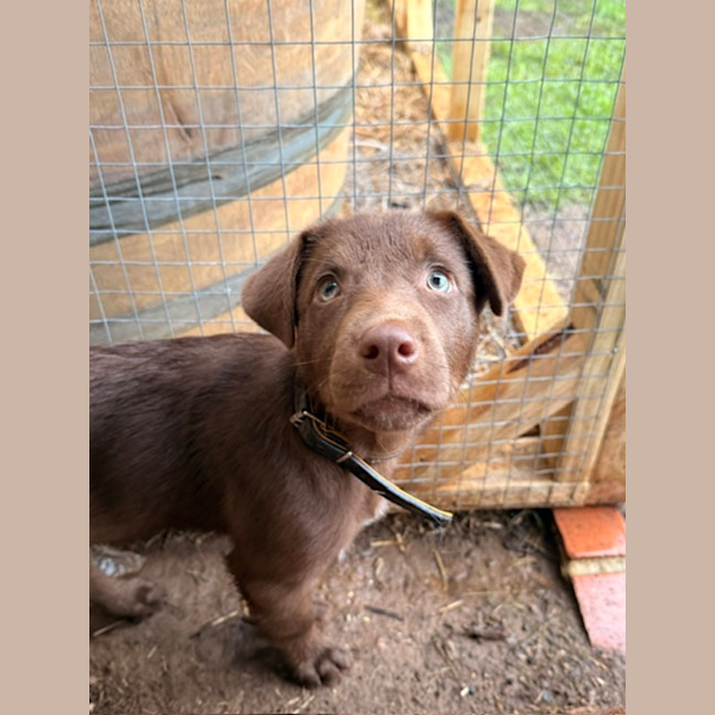 Photo of Twix