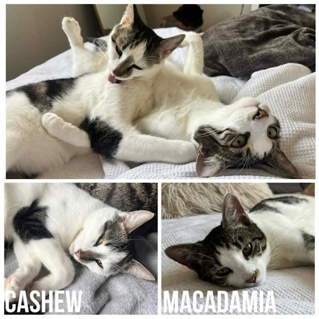 Photo of 11788 & 11919   Macadamia & Cashew