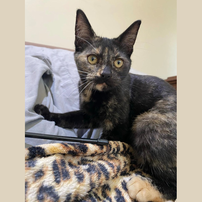 Photo of Tortie (K62 )
