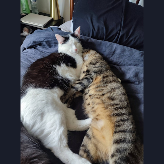 Photo of Mittens *9 Lives Project Rescue*