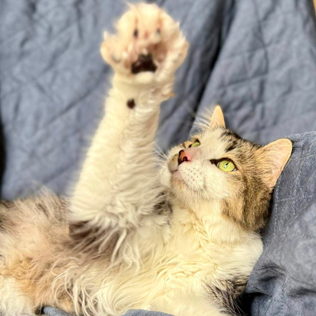 Photo of Wilson   In Foster Care In Preston