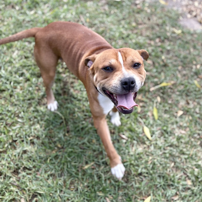 Photo of Rascal