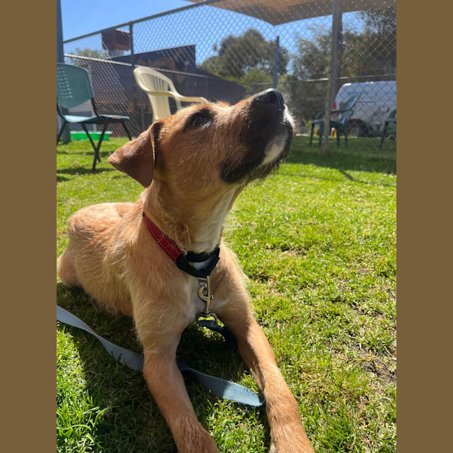 Photo of Sarge