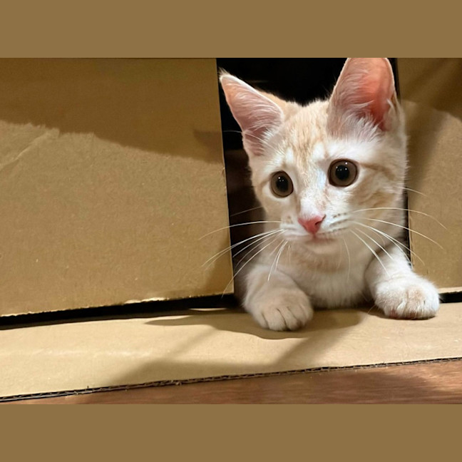 Photo of Scotch