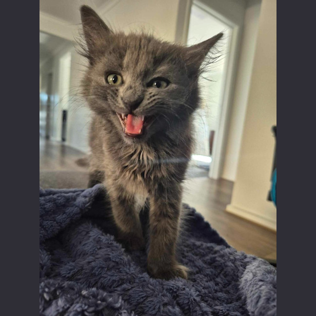 Photo of Smokey