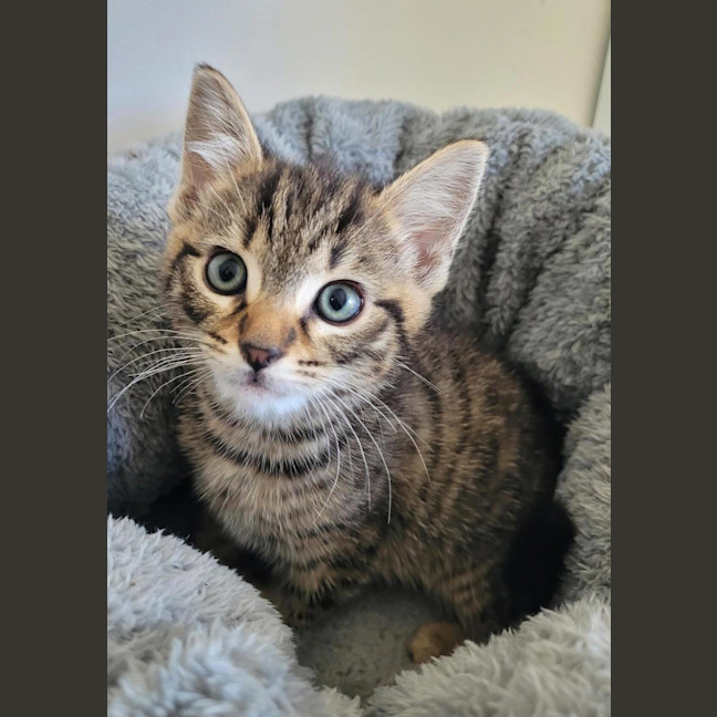 Photo of Fred  (Merlin)