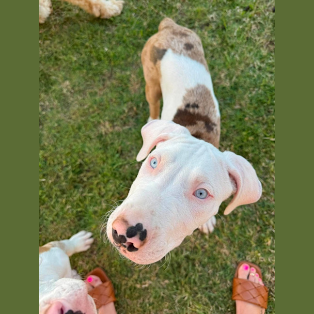 Photo of Domino