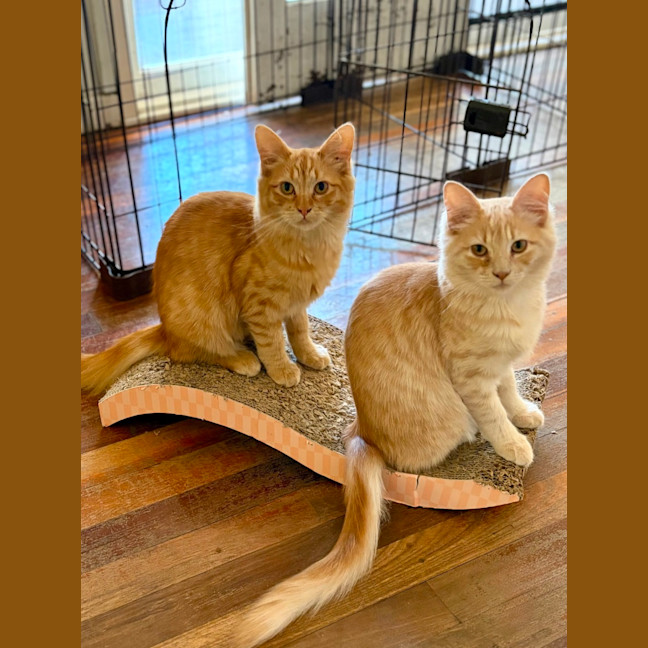 Photo of Sunny, Comet And Fox