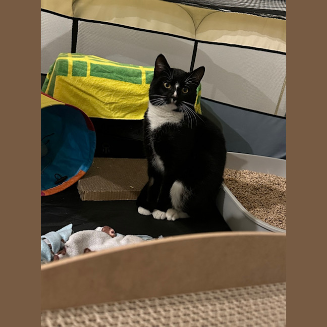 Photo of Ollie