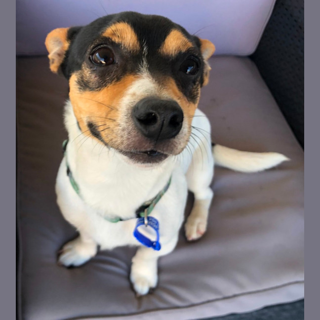 Photo of Tommy   10 Month Old Mini Fox Terrier (Hold)