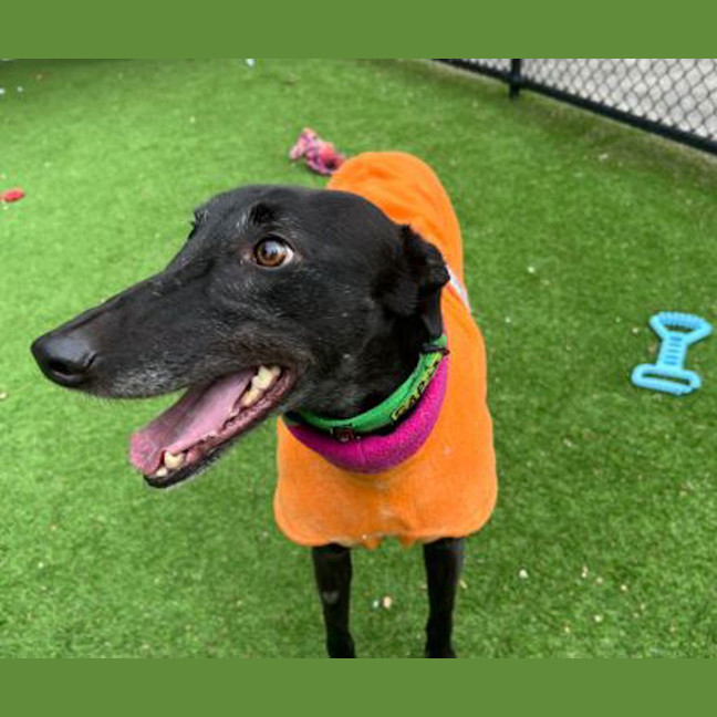 Photo of Bronte