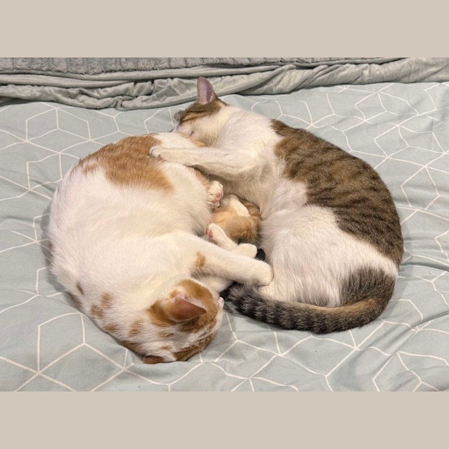 Photo of Tink & Bella 