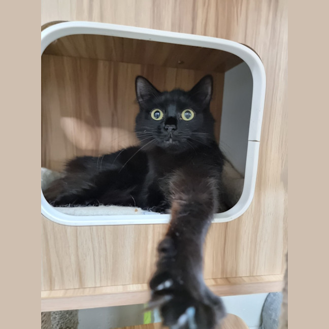 Photo of Toothless