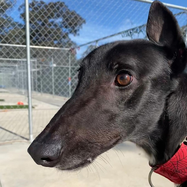 Photo of Enzo The Greyhound