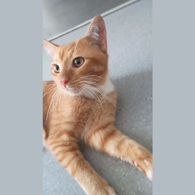 Photo of Garfield