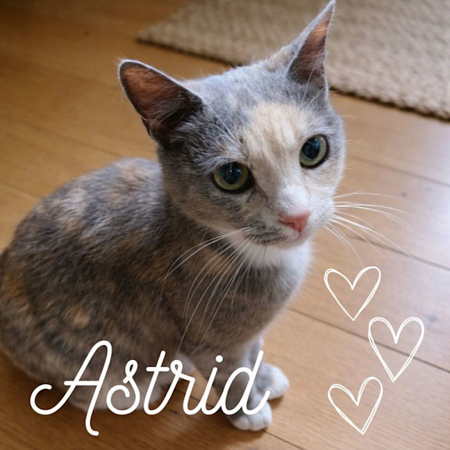 Photo of 🐾 Astrid 🐾