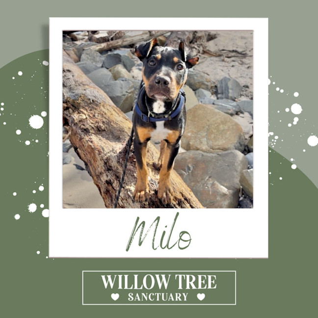 Photo of Milo