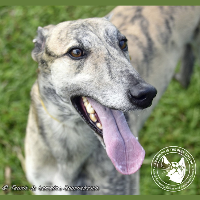 Photo of Tiger Racing Name Nyngan Tiger