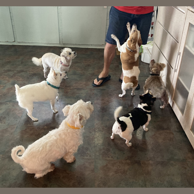 Photo of Pirate 🏴Shih Tzu, 9yo (Adopted 5/8/24)