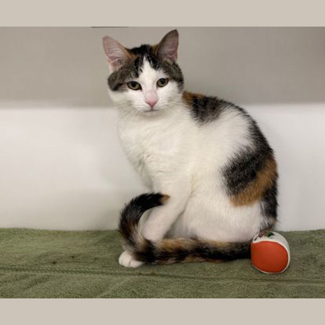 Photo of Scarlet