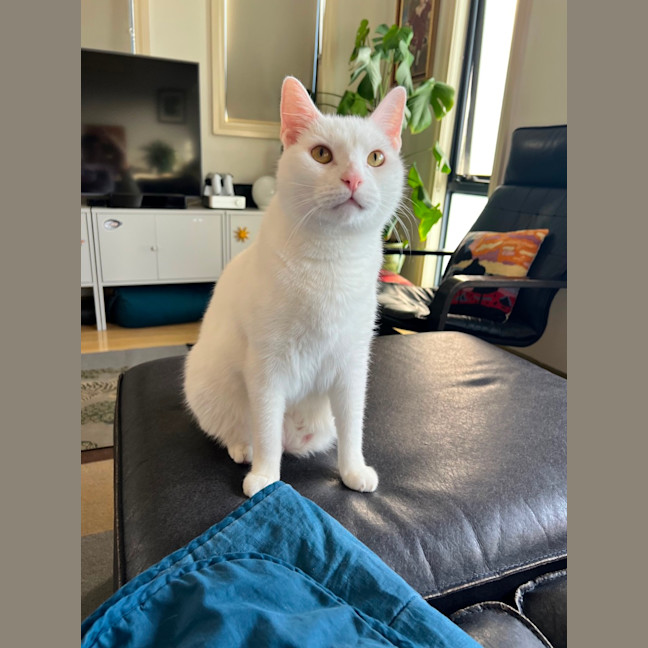 Photo of Giuseppe   Handsome But Not Very Smart