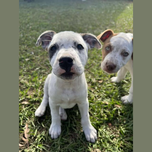 Photo of Patch