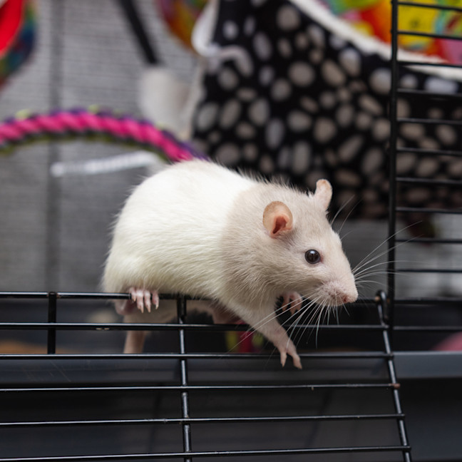 Photo of Sweetie Pie