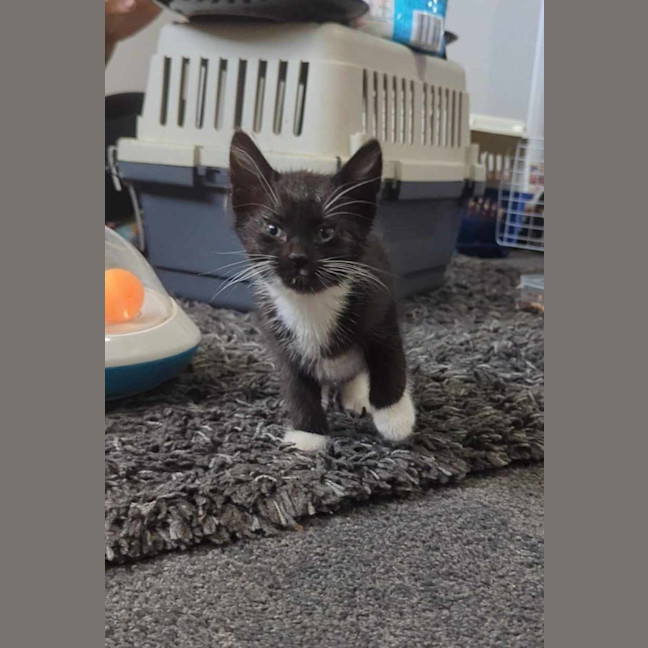 Photo of Oreo