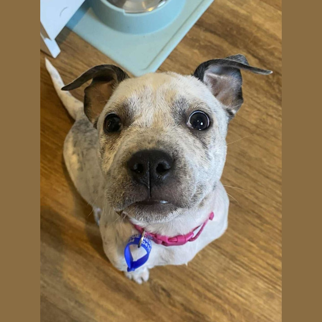 Photo of Clover   3 Month Old Cattle Dog X