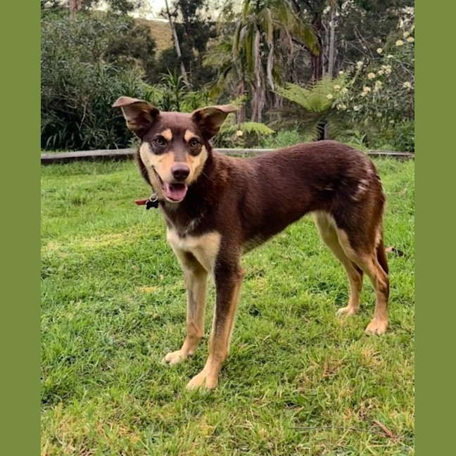 Photo of Maple