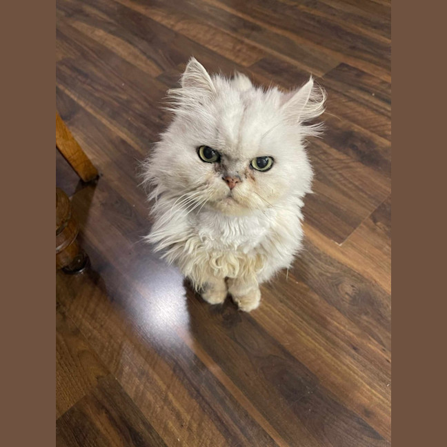 Photo of 🎩Darby🎩