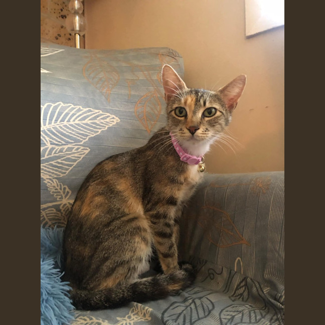 Photo of Willow