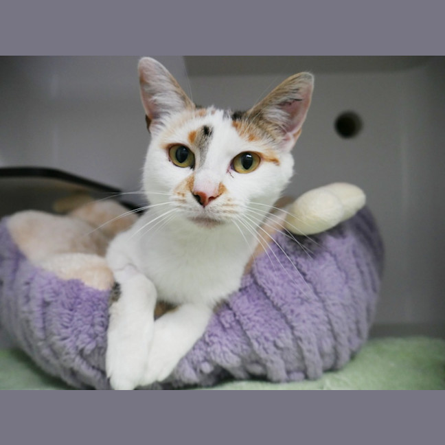 Photo of Muezza Sua014456