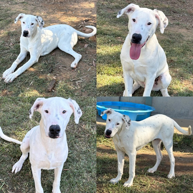 Photo of Rex