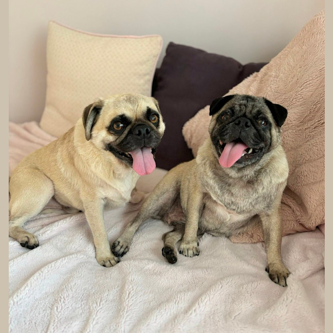 Photo of Hank And Luna 🎈