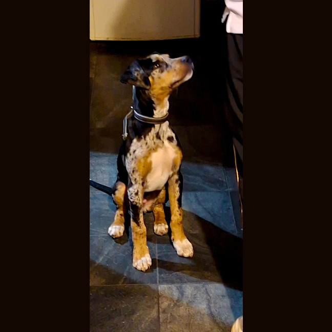 Photo of Patch